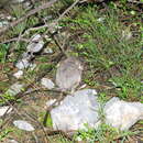 Image of Nelson's Kangaroo Rat