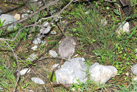 Image of Nelson's Kangaroo Rat