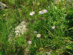 Image of alpine aster