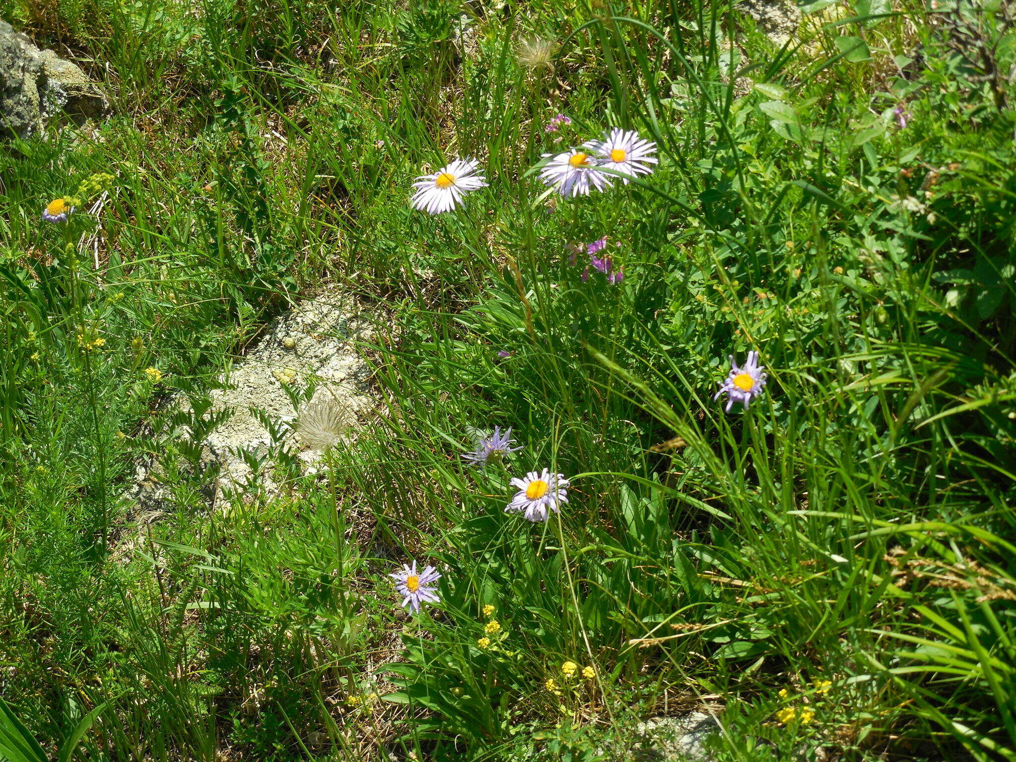 Image of alpine aster
