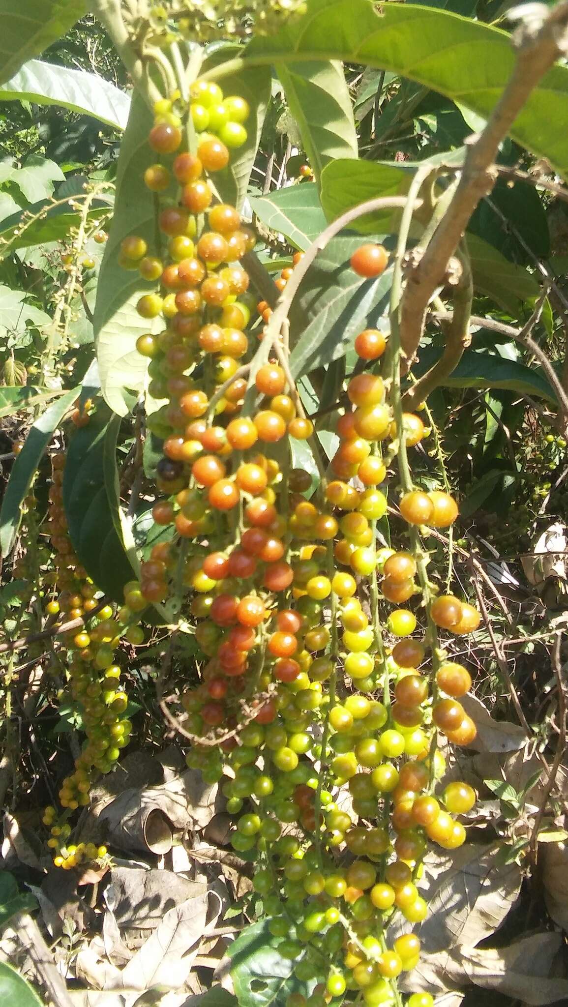 Image of Citharexylum donnell-smithii Greenm.