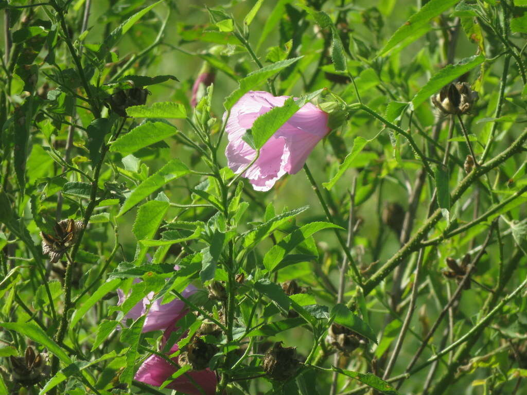 Image of striped rosemallow