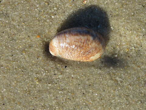 Image of Common slipper shell