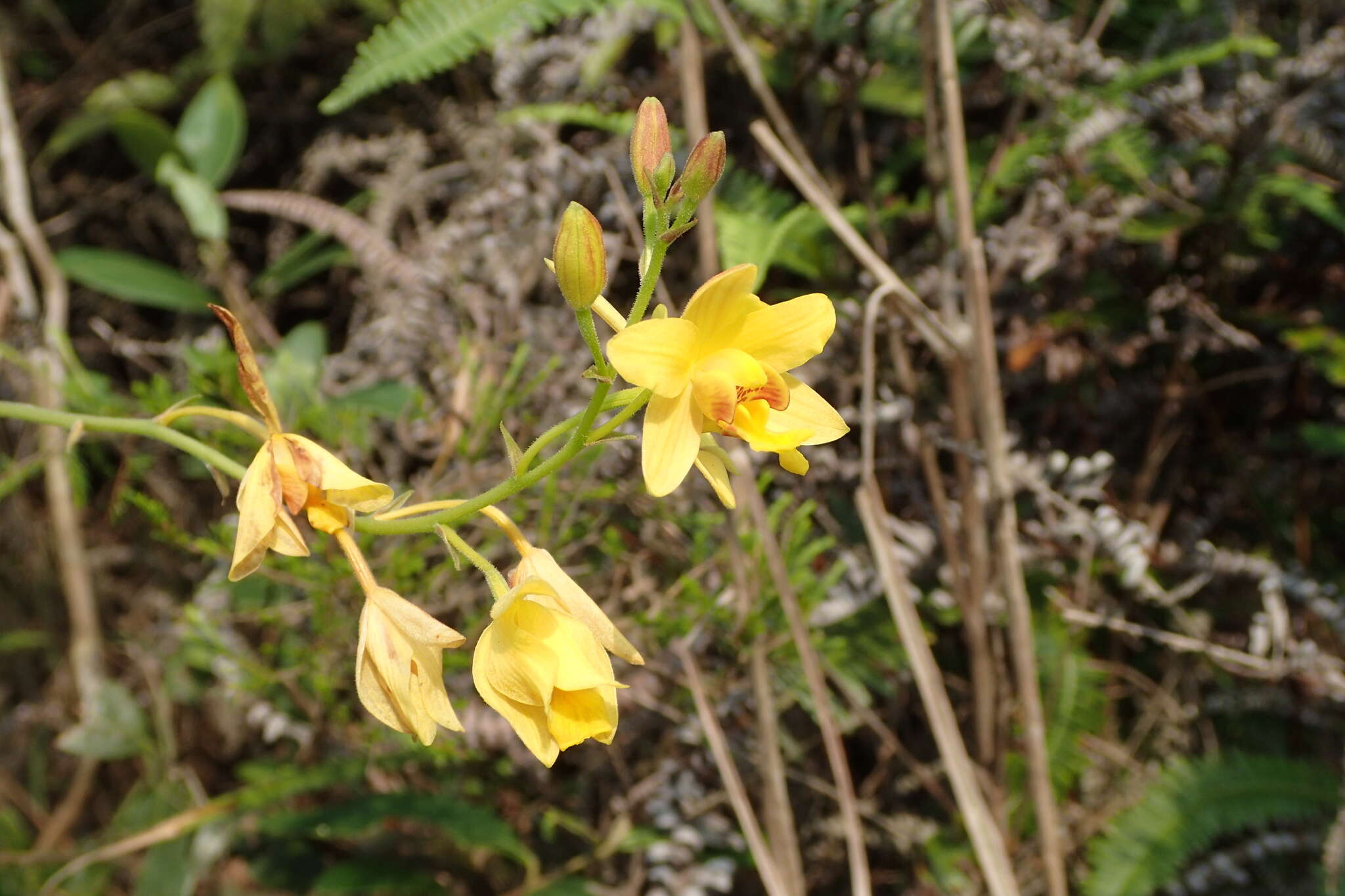 Imagem de Spathoglottis pubescens Lindl.