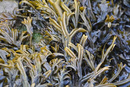 Image of Fucus ceranoides