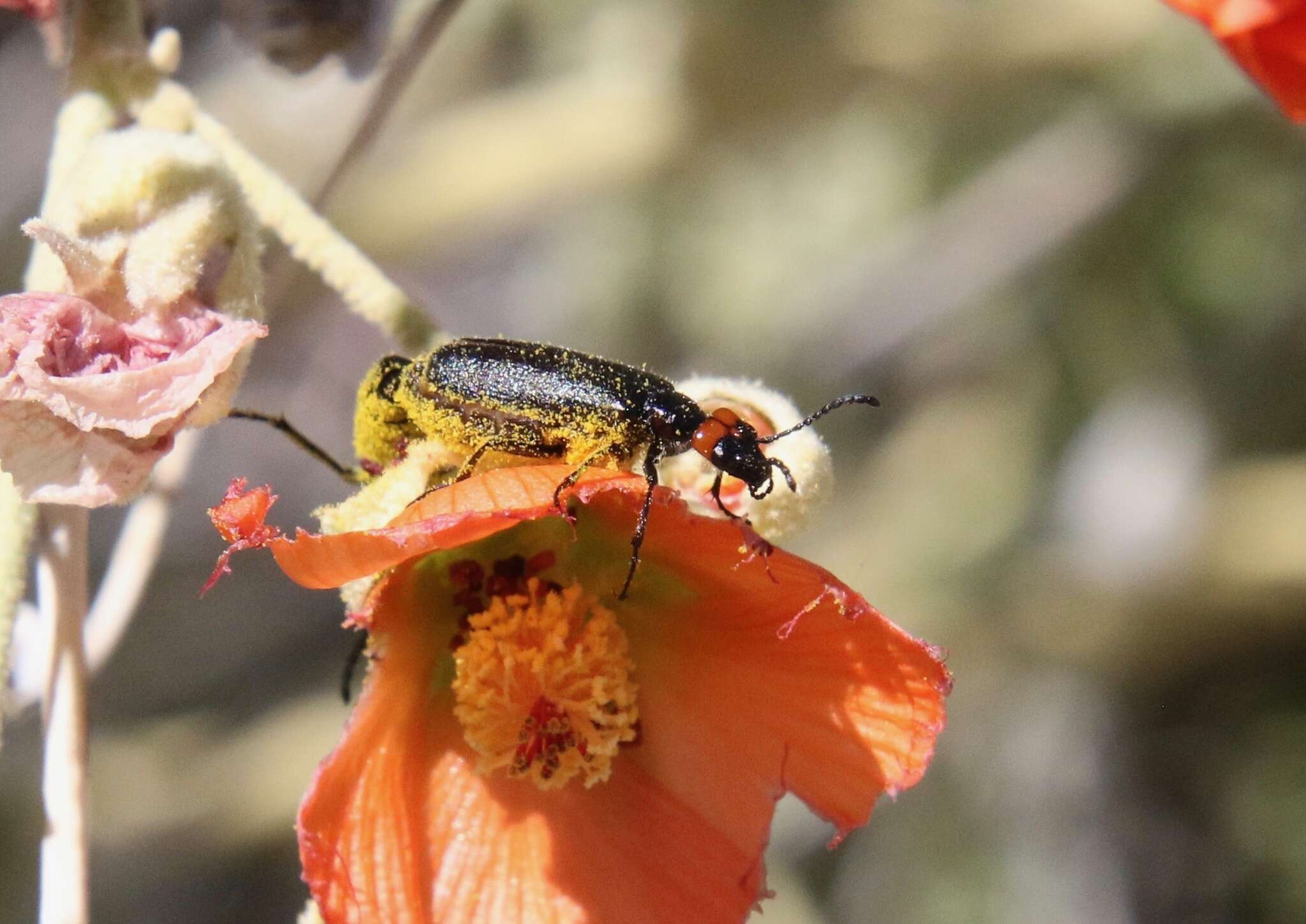 Image of Red-eared Blister Beetle