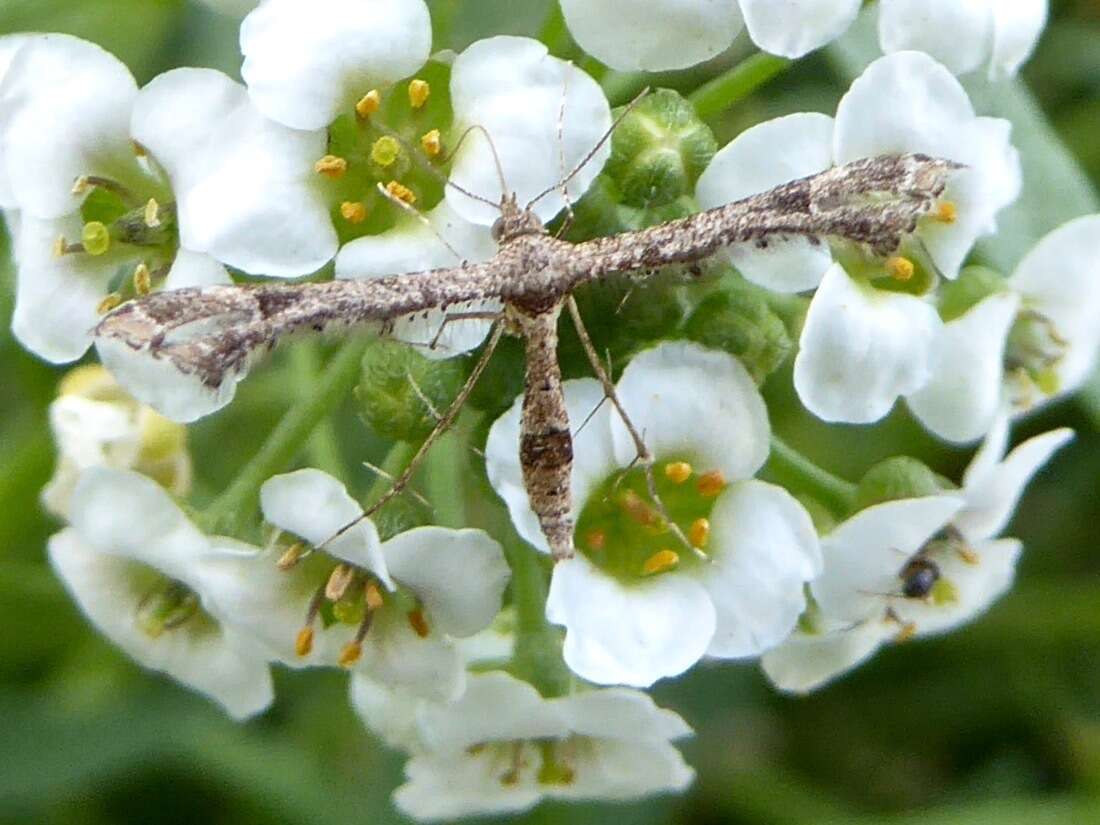 Image of Lantana plume moth