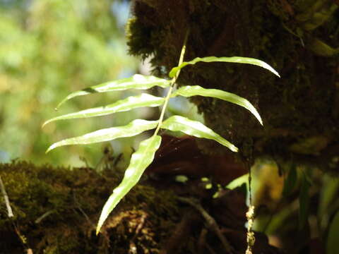 Image of Davallia pentaphylla Bl.