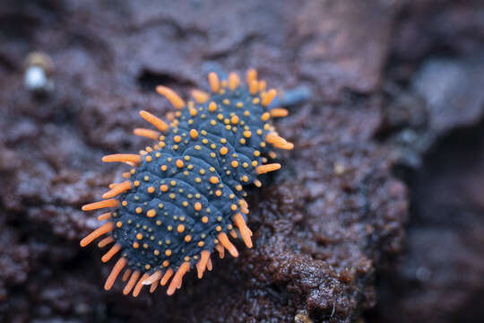 Image of Holacanthella paucispinosa (Salmon & JT 1941)