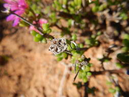 Image of Delosperma pageanum (L. Bol.) Schwant.