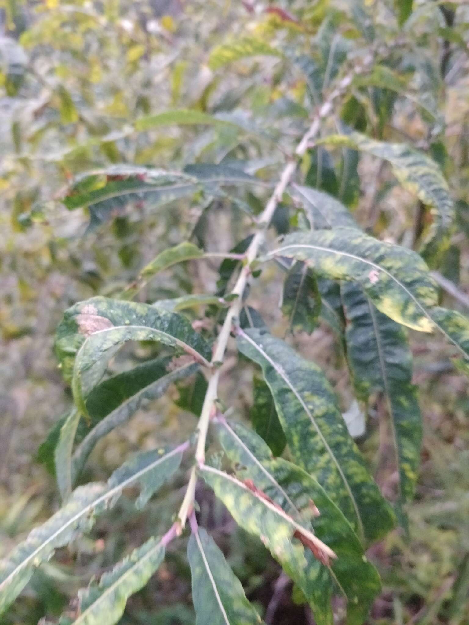 Image of Salix canariensis C. Sm. ex Link