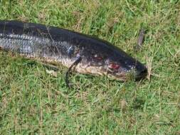 Image of African lungfishes