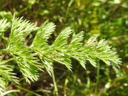 Imagem de Daucus muricatus (L.) L.