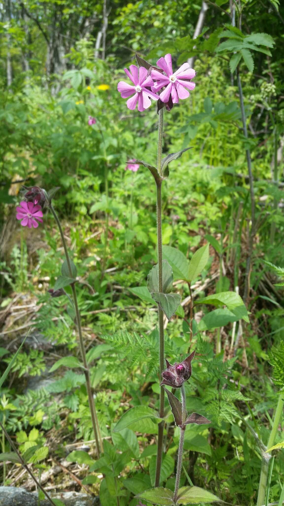 صورة Silene dioica (L.) Clairv.