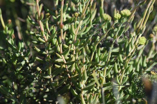 Image of Crassula mollis Thunb.