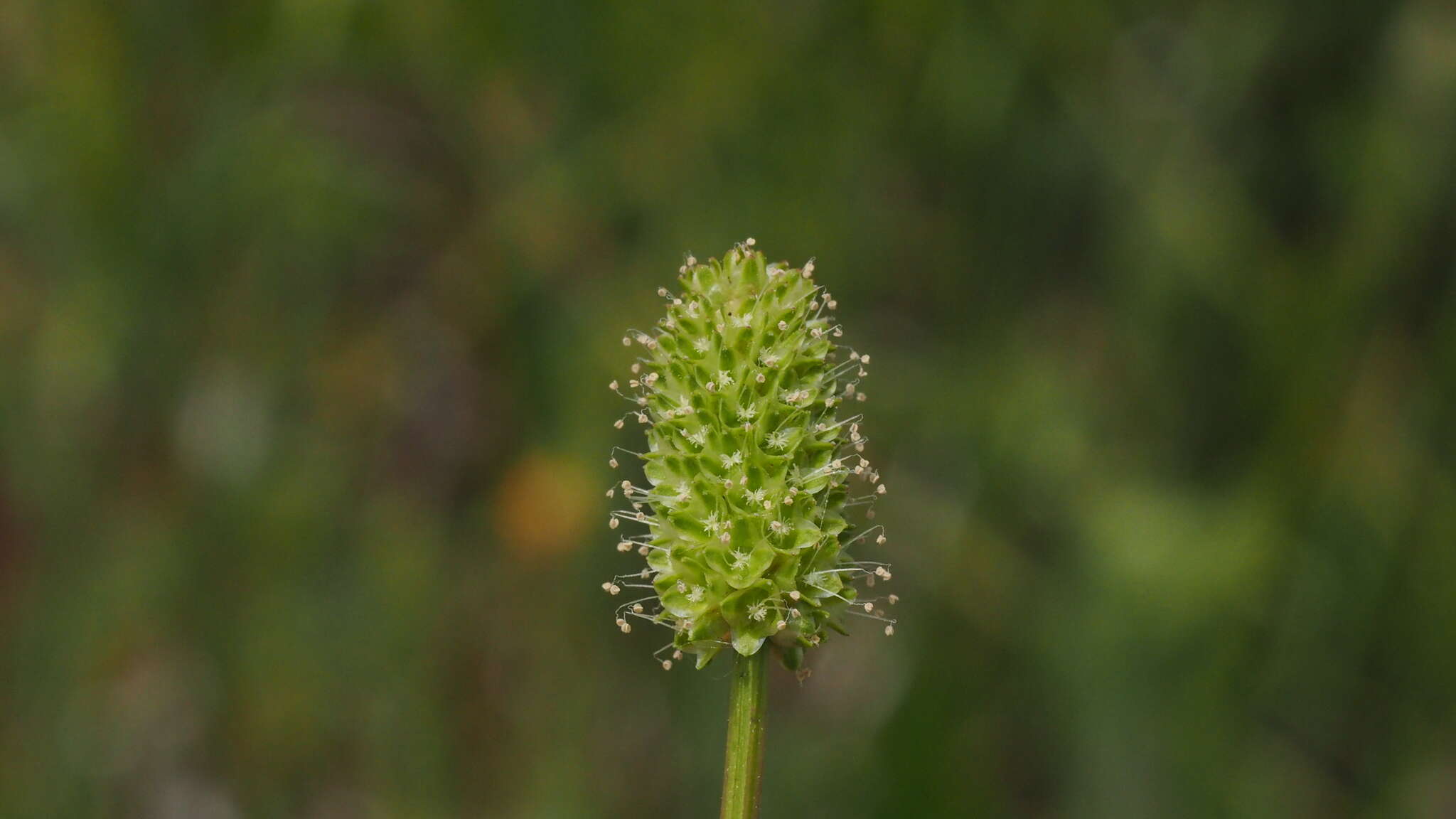 Image of Poteridium occidentale (Nutt. ex Torr. & Gray) Rydb.