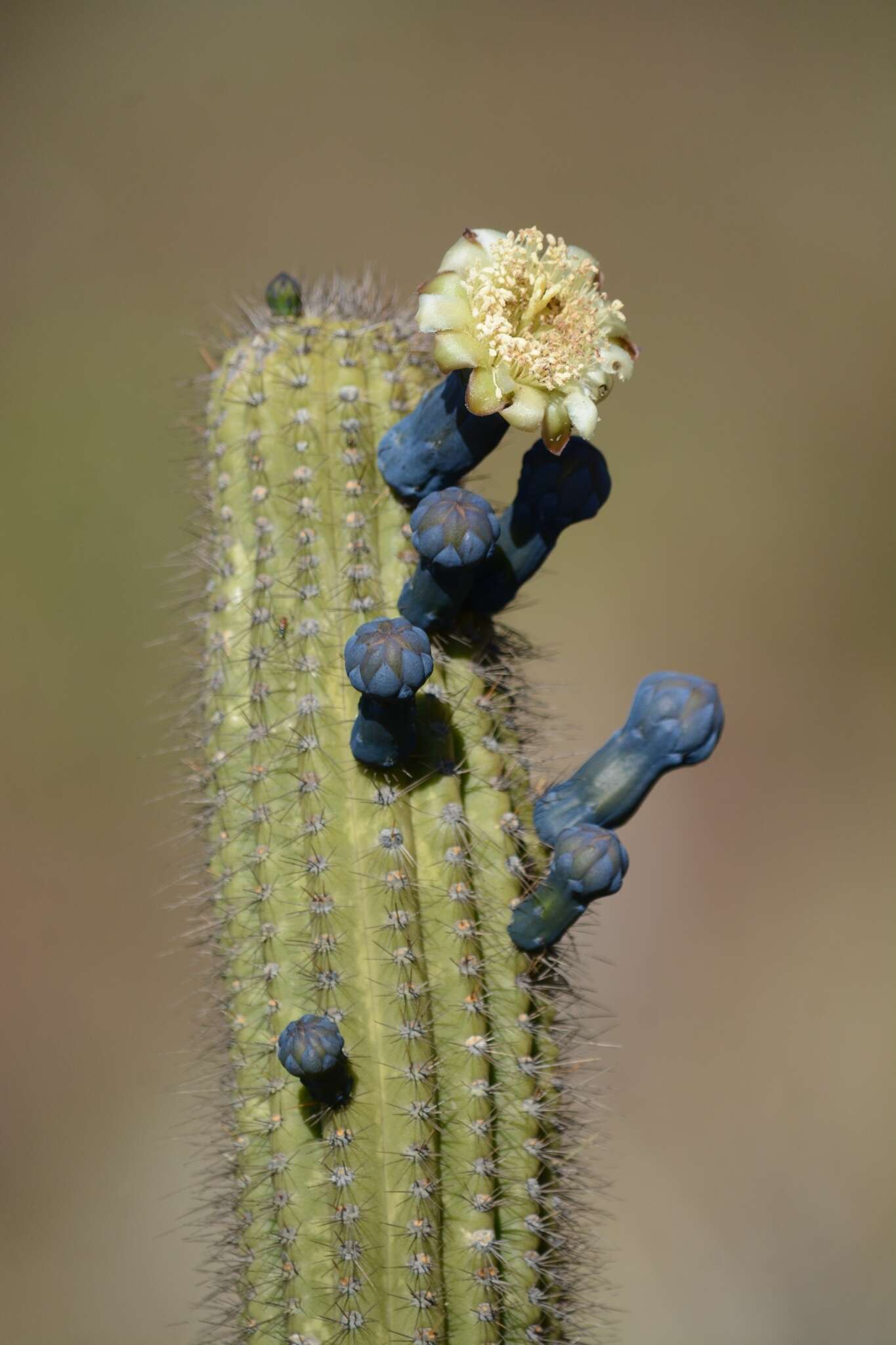 Cipocereus minensis (Werderm.) F. Ritter resmi