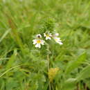 Imagem de Euphrasia officinalis subsp. officinalis