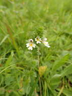 Imagem de Euphrasia officinalis L.