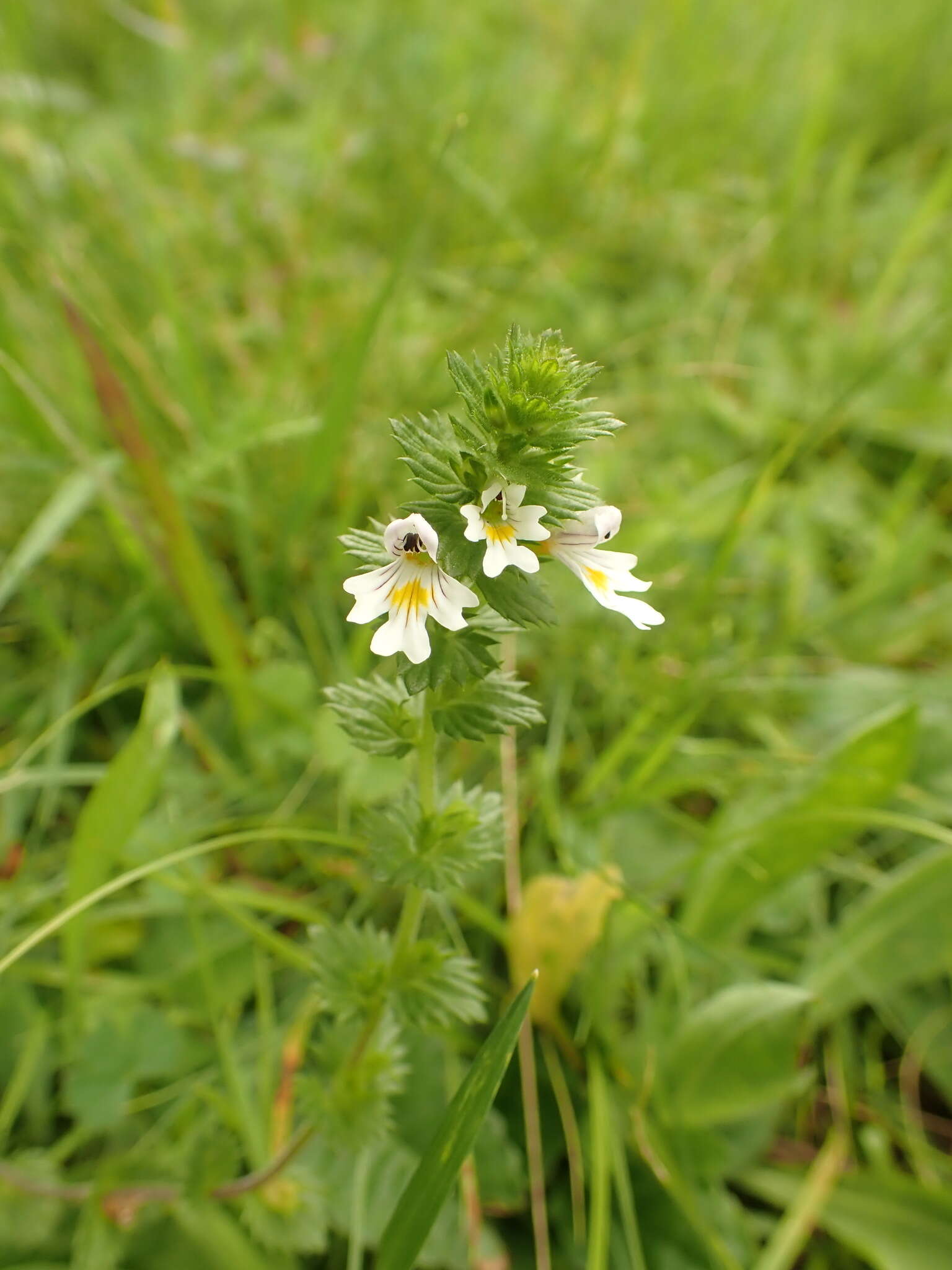 Imagem de Euphrasia officinalis L.