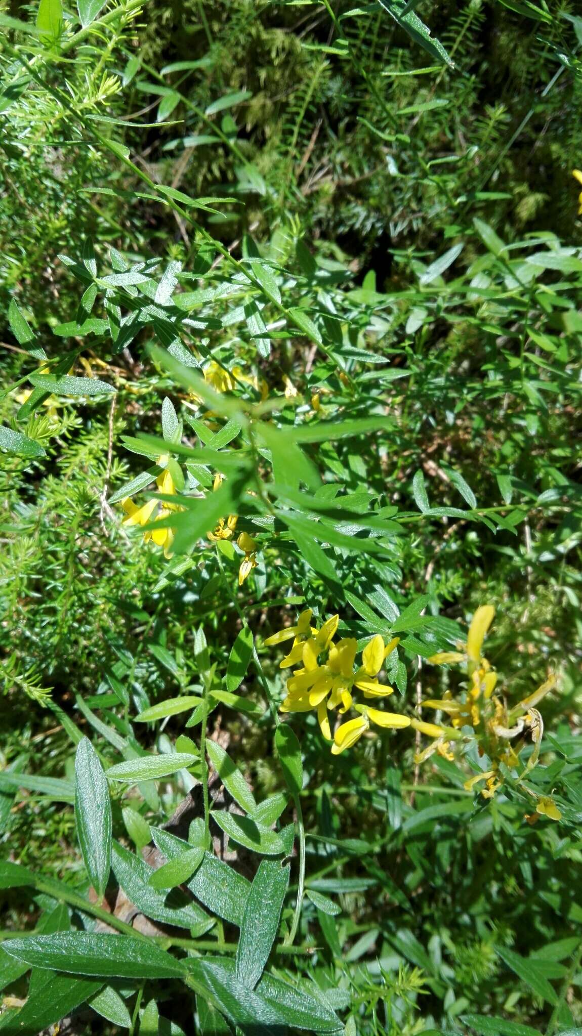 Imagem de Genista tinctoria L.