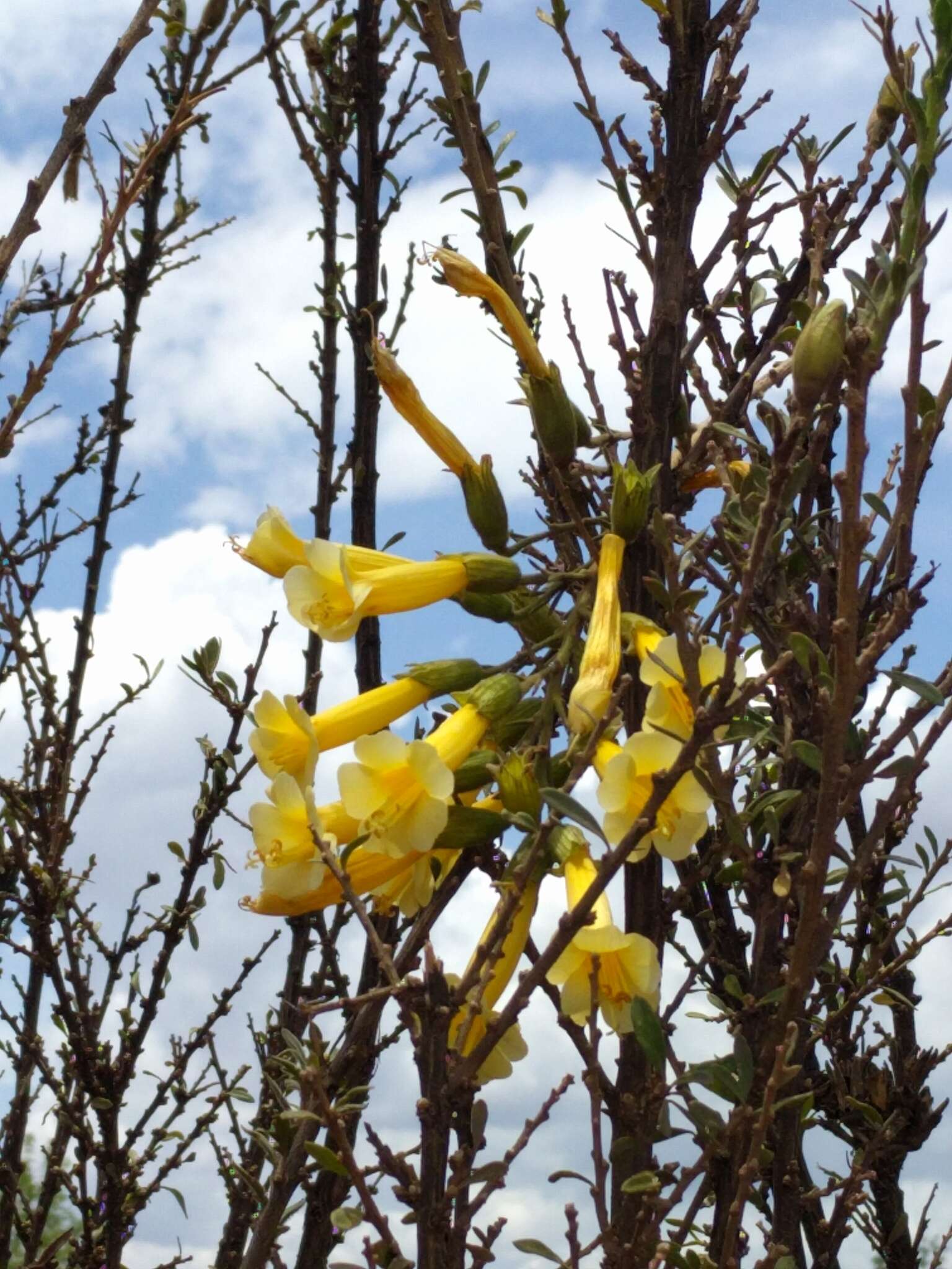 Plancia ëd Cantua buxifolia Jussieu ex Lamarck