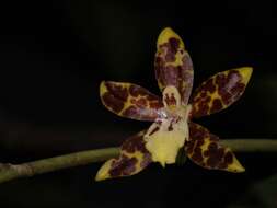 Image of Oncidium maculatum (Lindl.) Lindl.