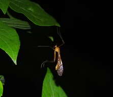 Image of Bittacus punctiger Westwood 1846