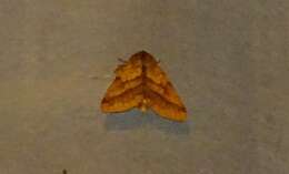 Image of Purple-Lined Sallow