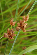 Imagem de Bolboschoenus planiculmis (F. Schmidt) T. V. Egorova