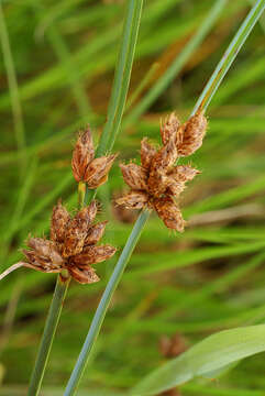 Image of Bolboschoenus planiculmis (F. Schmidt) T. V. Egorova