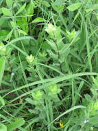 Image of western rough goldenrod