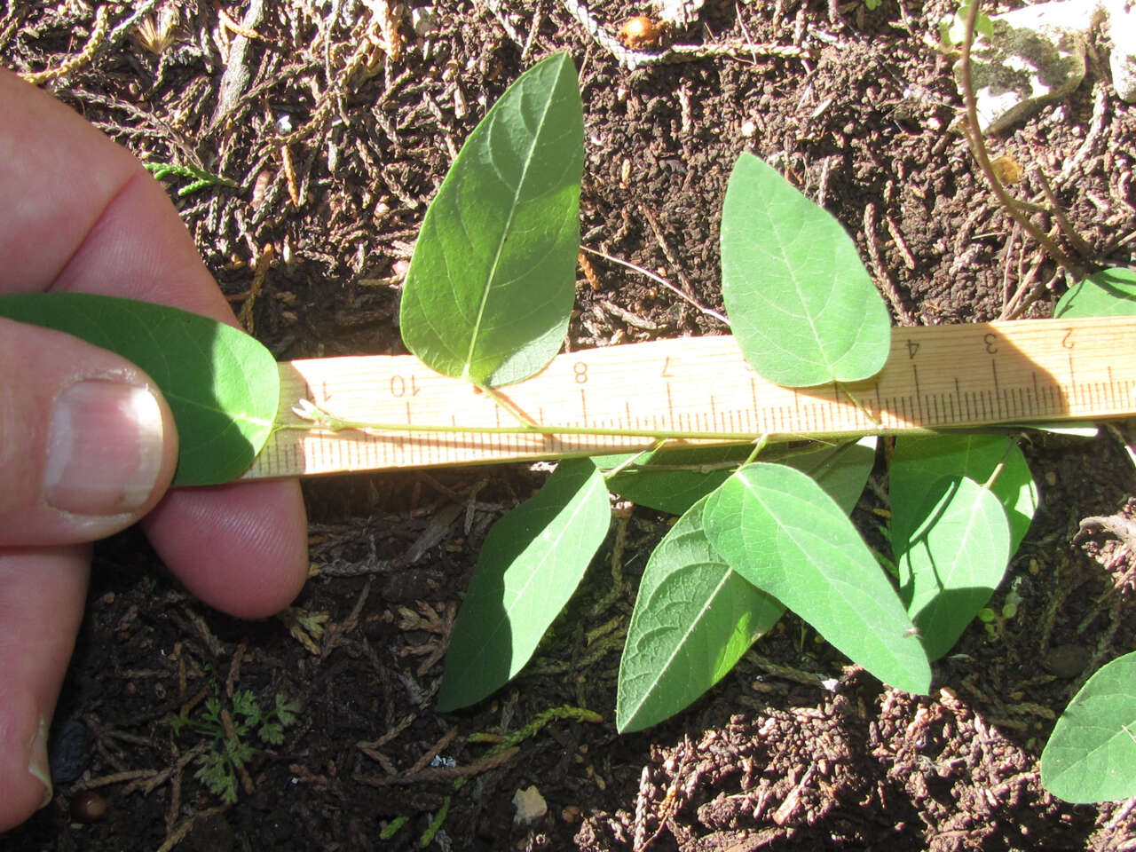 Imagem de Desmodium psilophyllum Schltdl.