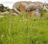 Image of Mock scabious