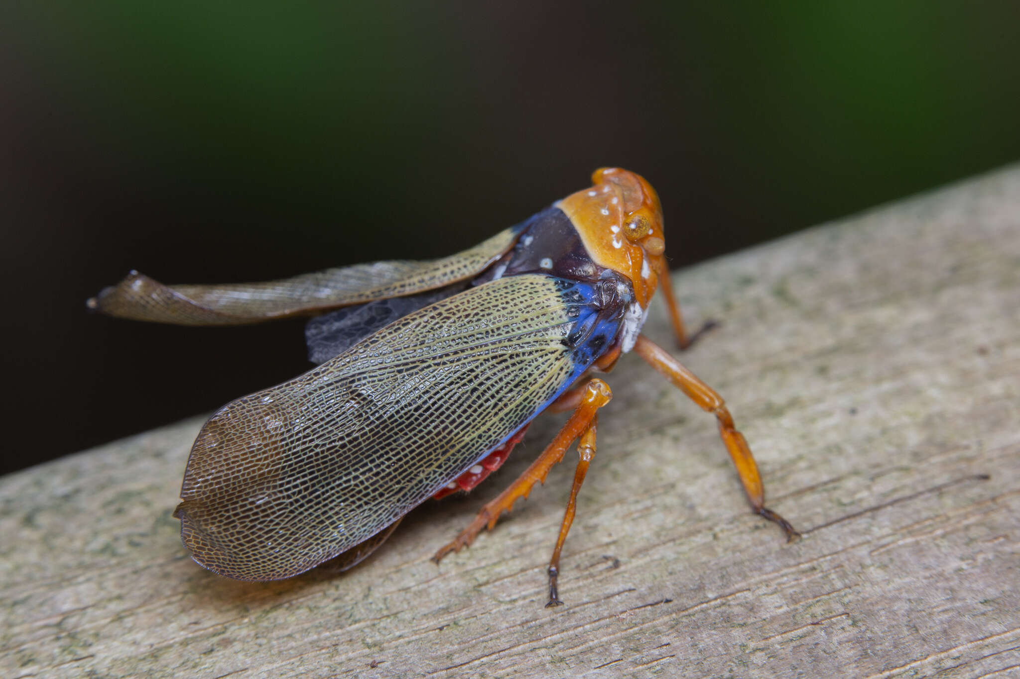 Image of Polydictya basalis (Hope 1843)