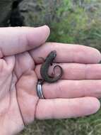 Image of Mexican black-spotted newt