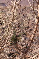 Image of Wild green-hair tree