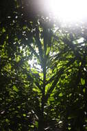 Image of Small-leaved dragon tree