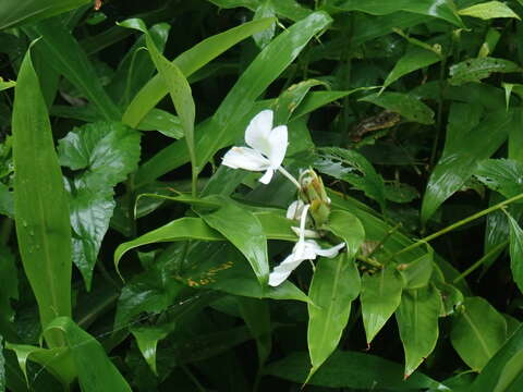 Image of white garland-lily