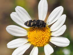 Image of Acmaeoderella flavofasciata flavofasciata