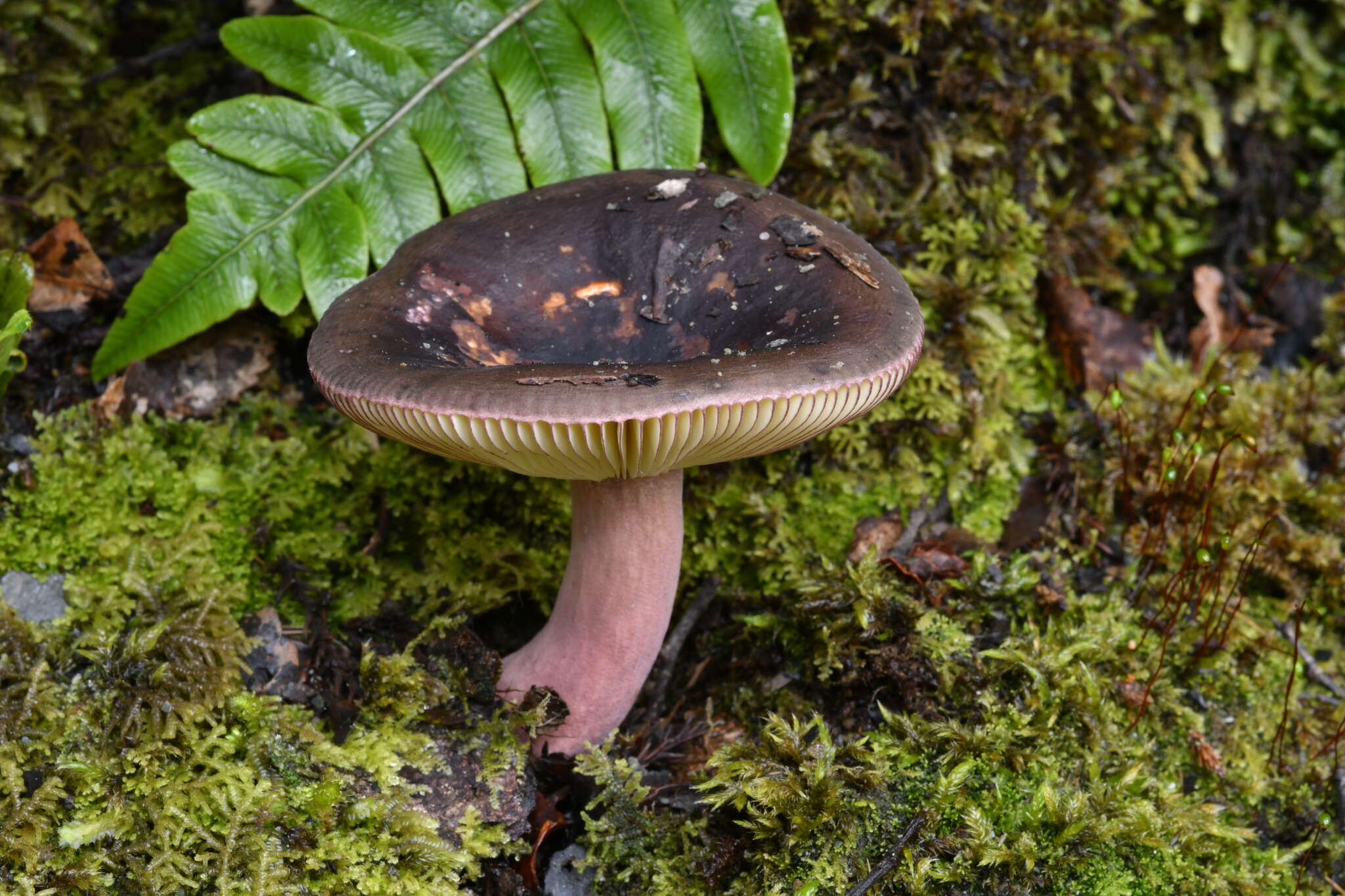 Image of Russula tawai McNabb 1973