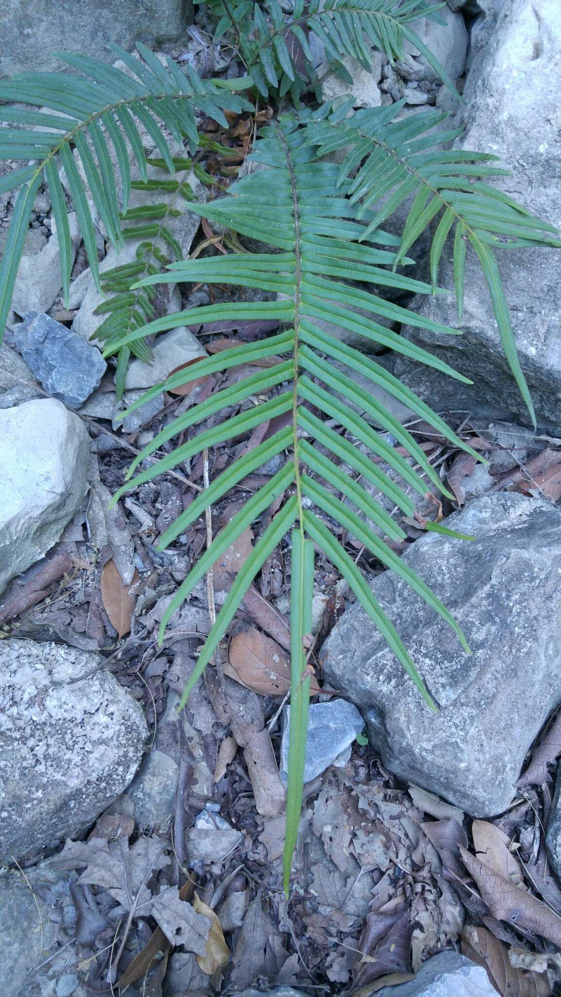 Слика од Pteris vittata L.