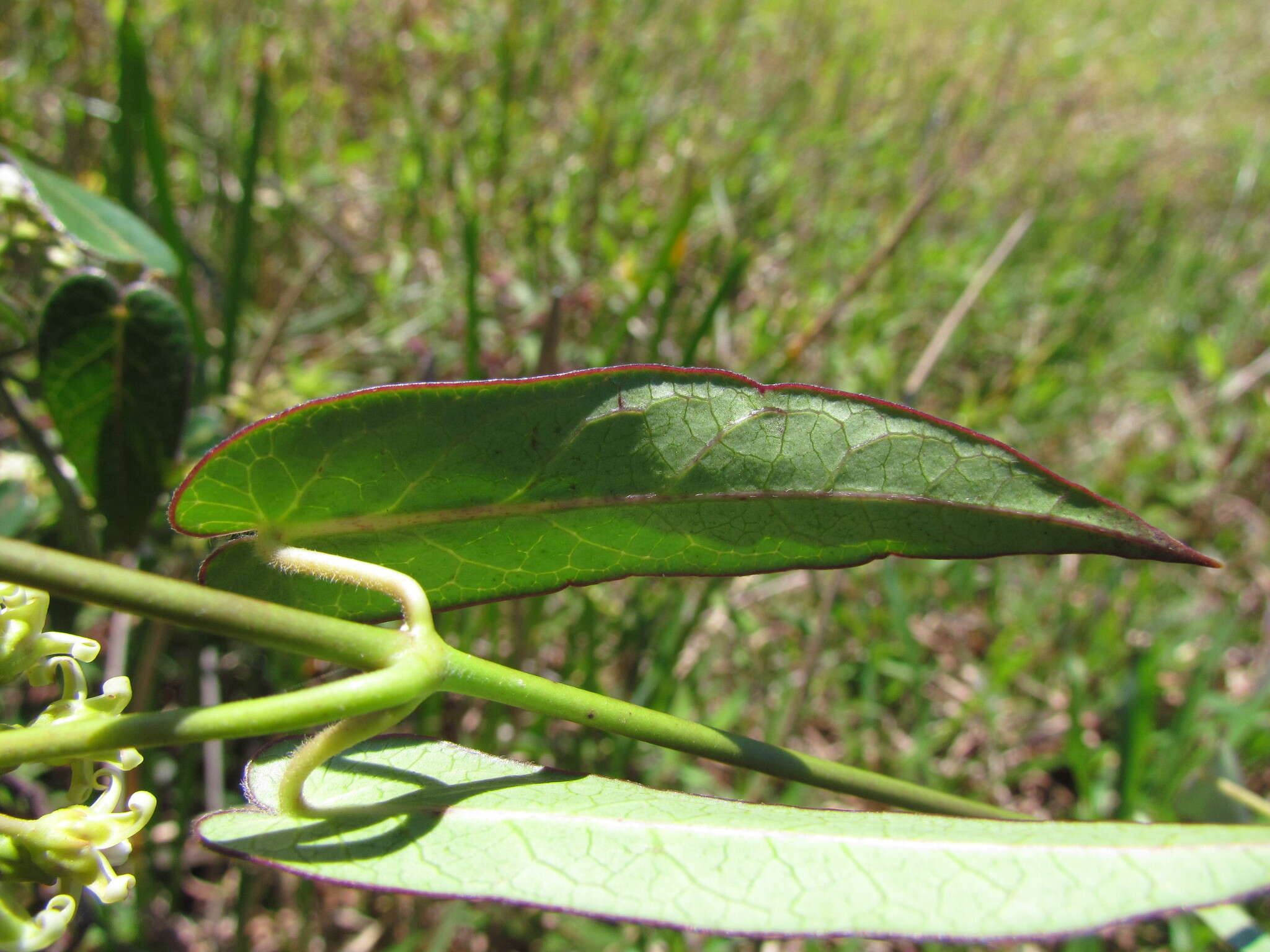 Image of Oxypetalum tubatum Malme