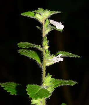 Image of Capraria frutescens (Mill.) Britton