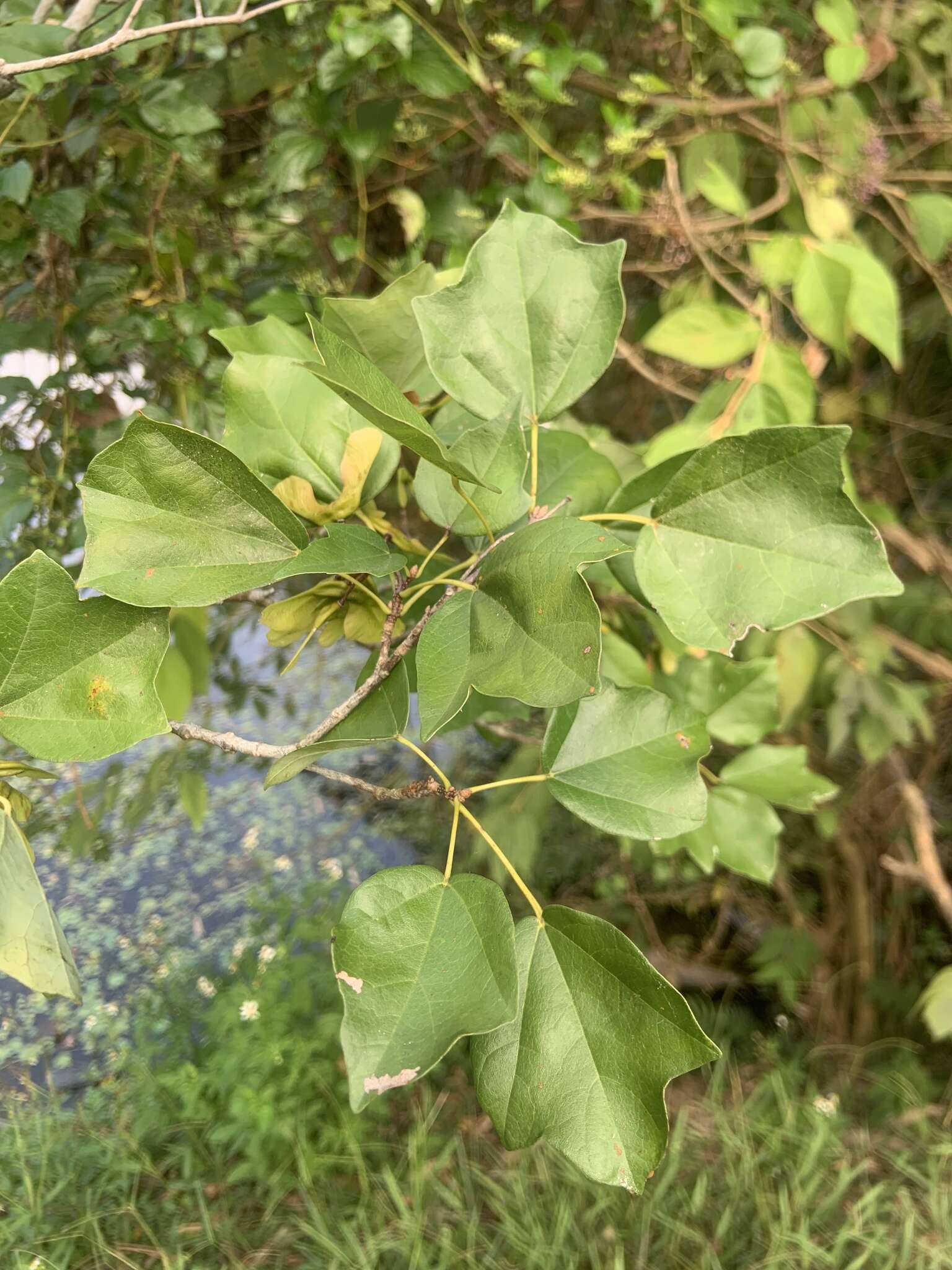 Image of three-toothed maple