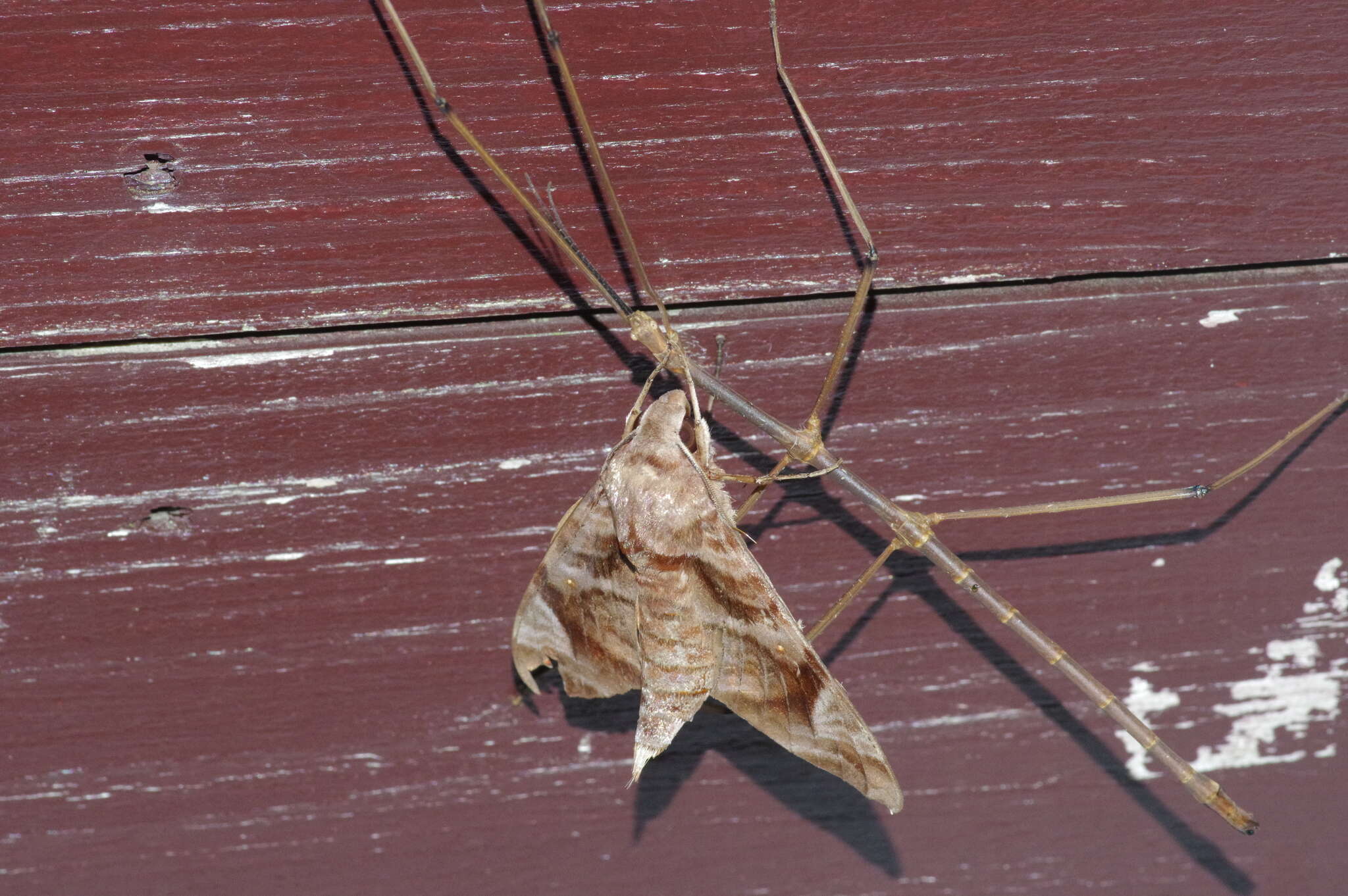 Image of Entoria miyakoensis Shiraki 1935