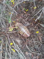 Image of Mardi Gras Cockroach