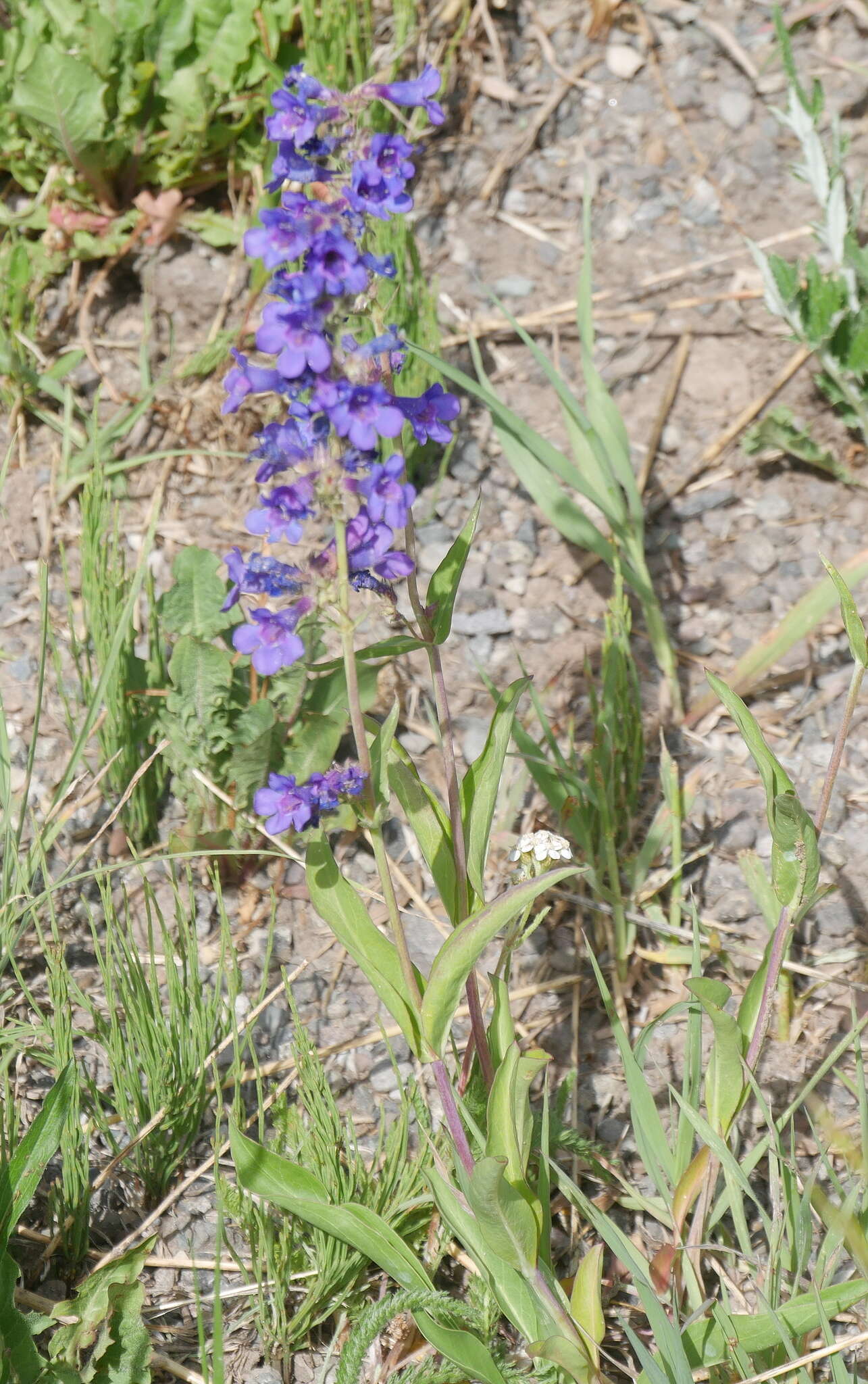 Слика од Penstemon mensarum Pennell