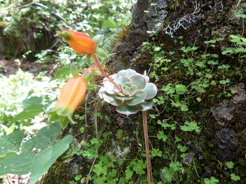 Image of Echeveria longissima Walther