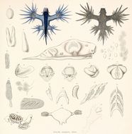 Image of <i>Glaucus marginatus</i> (Reinhardt & Bergh 1864)